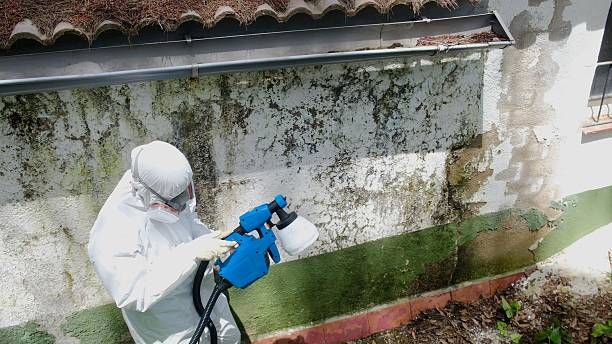 Trusted Crawl Space Mold Removal service in South Saint Paul, MN - Cheap Mold Removal